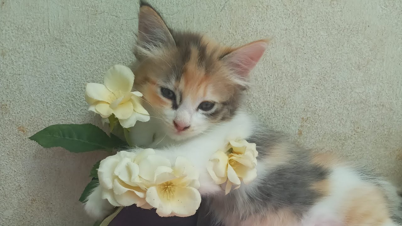 Time Machine Cats !!!! Longest Daily Cat's Story