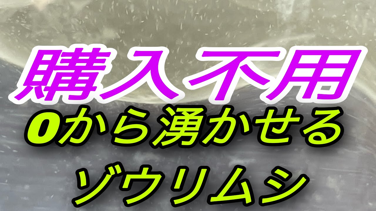 ゾウリムシが全滅した。0から湧かせる方法。ヤフオクで購入する必要なし！