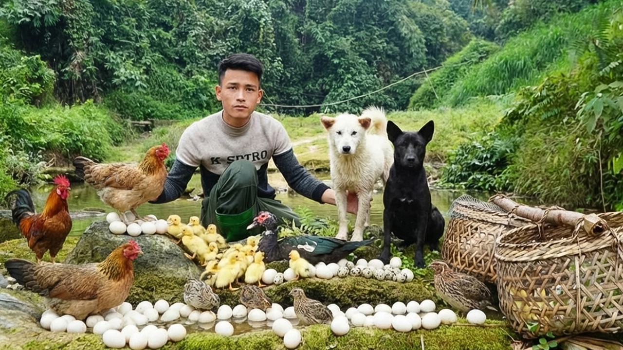 365 Days Of Countryside Life &mdash; Harvesting Quail, Chickens, Ducks And Fresh Eggs | Ceo With Tom & Lu