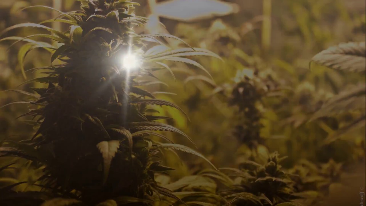 Aceite de Cannabis - Extracci&oacute;n Artesanal de Resina