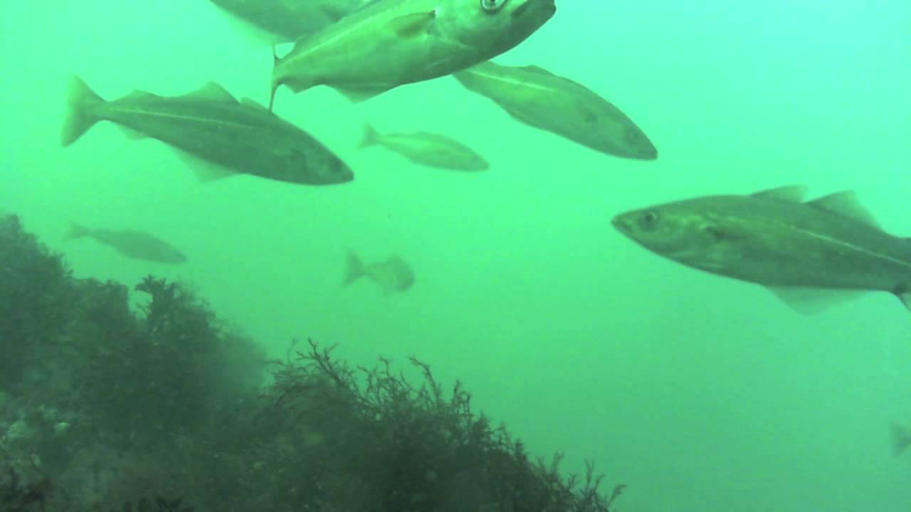 HydroView Sport in Puget Sound