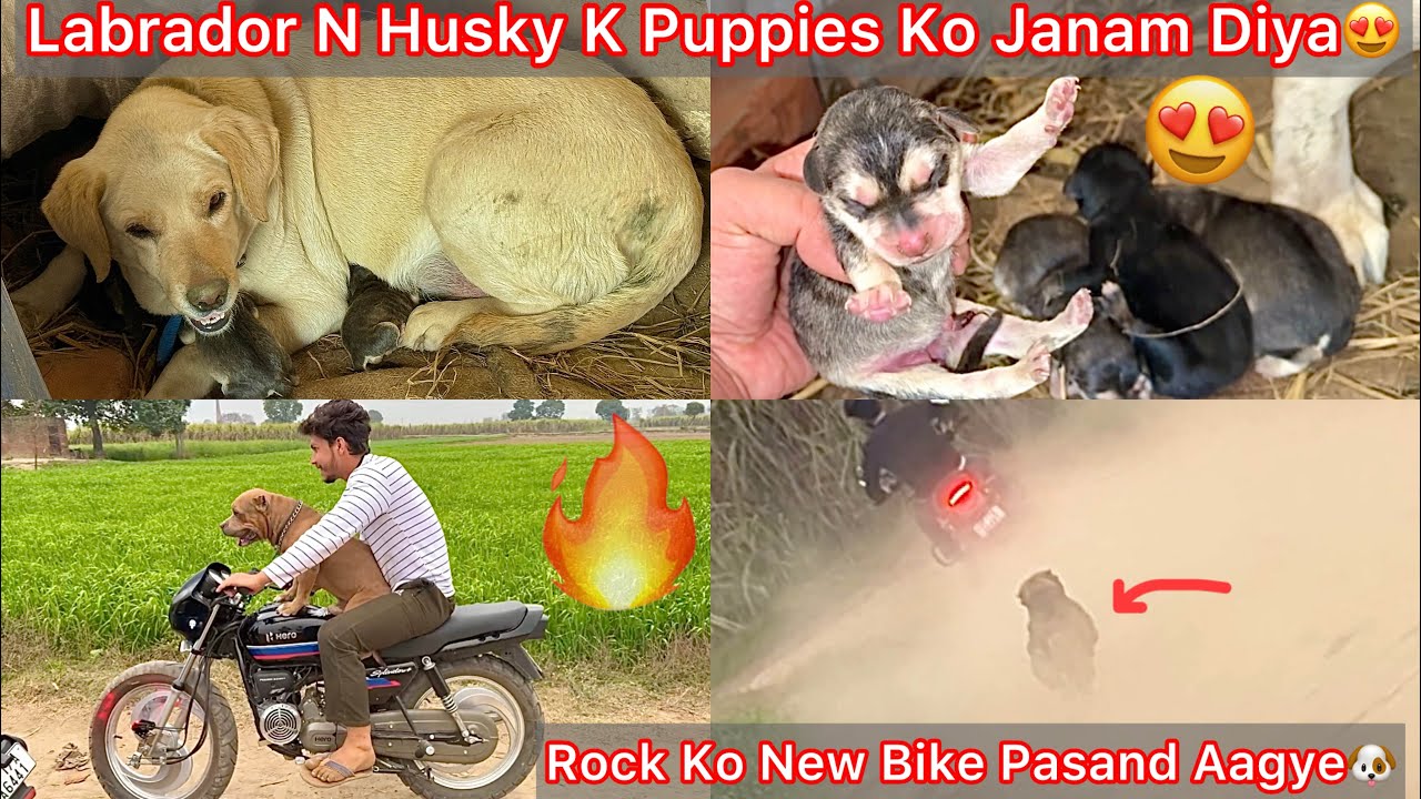 Labrador N Rotwiller Or Husky Puppies Ko Janam Dea😨Newborn Puppies Hua😍 Rock Ko New Bike Par Ghumya🔥