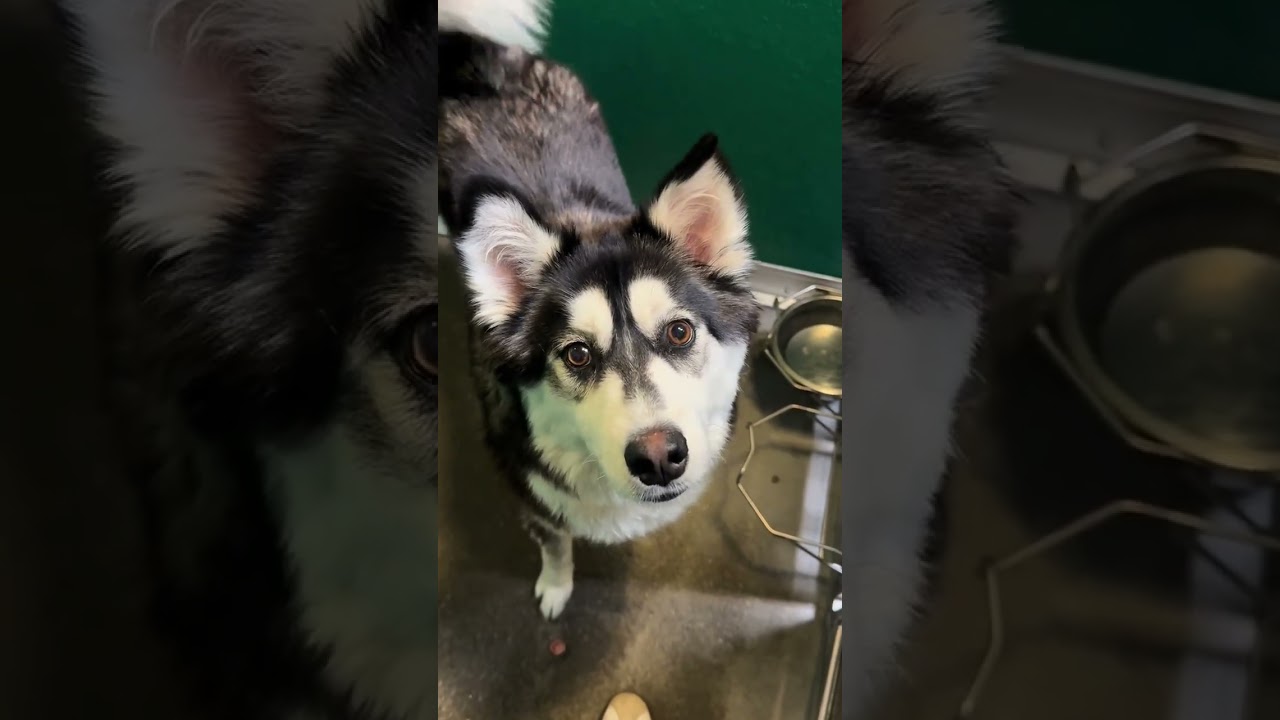 Utah Humane &mdash; Приукрашиваем правду о питомцах из приюта: выпуск о текущих событиях