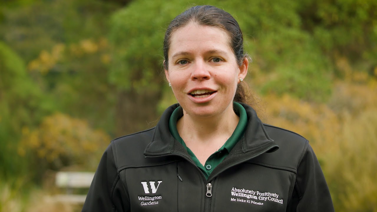 Myrtle rust - it's here to stay