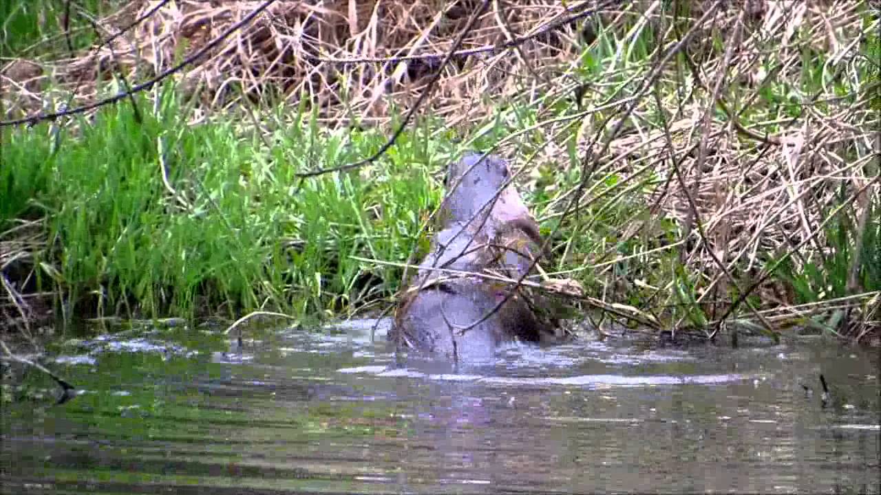 Otters Mating