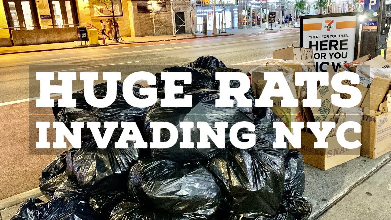 ⁴ᴷ⁶⁰ Huge Rats Taking Over New York City Streets and Train Stations