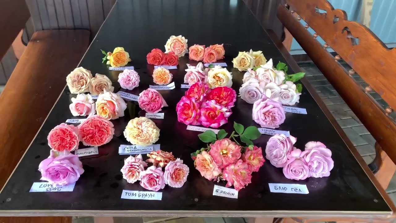 Разбор сортов необычного окраса «Шедевры»maryroses.ru