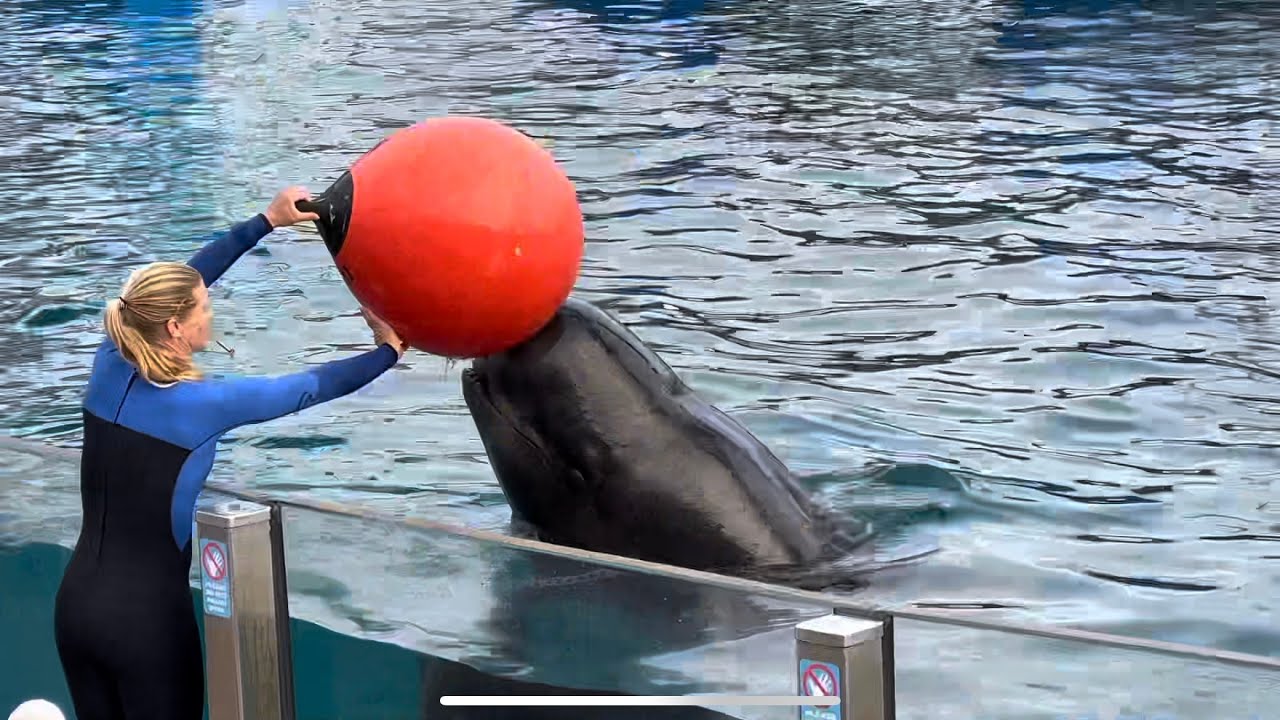 Inside look Presentation (Pilot whales) at SeaWorld San Diego January 21, 2024