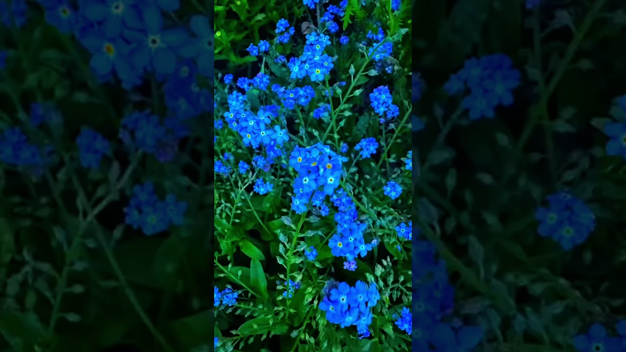 forgetmenot 