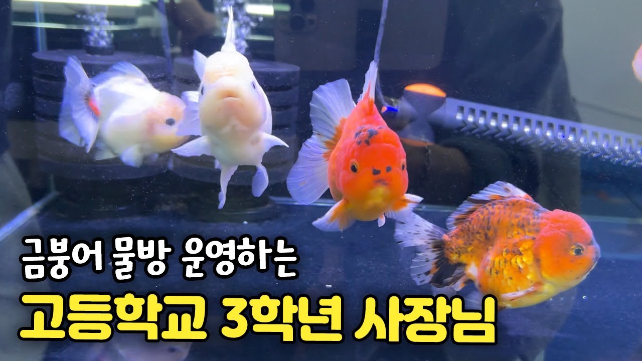 금붕어 물방 운영하는 고3 사장님