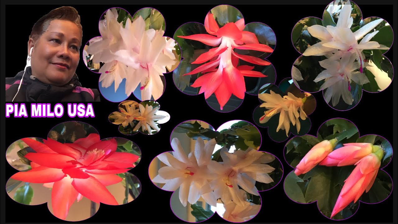 How To Grow Healthy Christmas Cactus | Caring, Watering, Fertilizing And Lighting