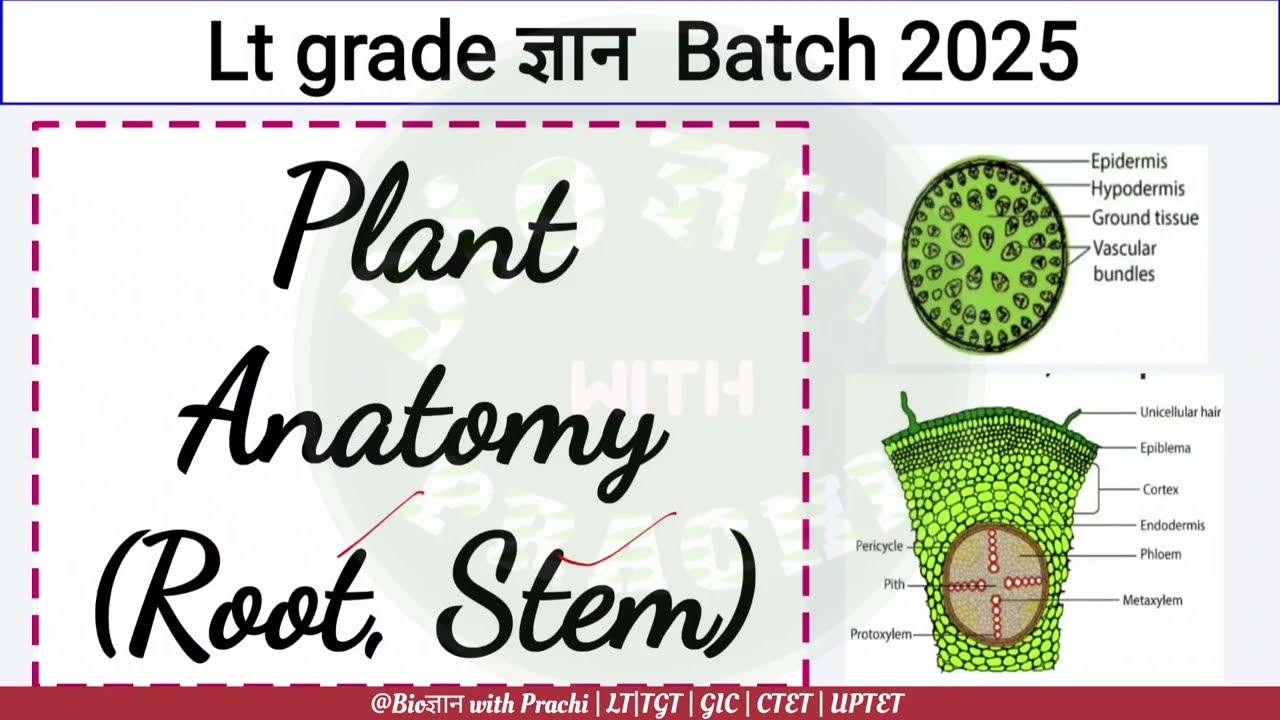 Plant Anatomy (Part-1)| LT grade ज्ञान Batch | TGT | PGT |GIC  | KVS | by Biogyanwithprachi