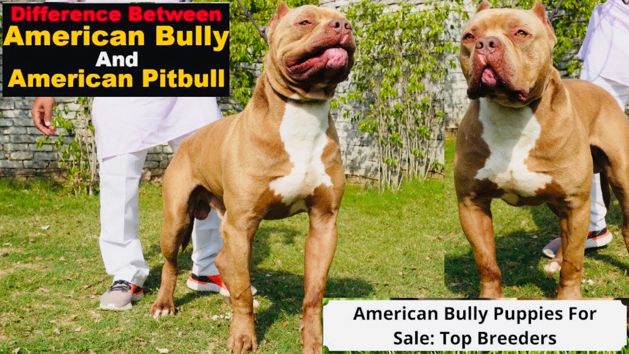 Top Quality xxl American Bully | Pitbull Kennel