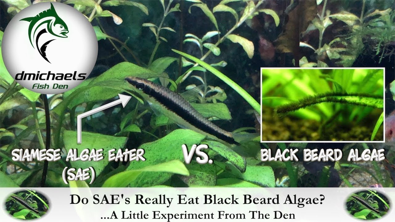 How Well Do Siamese Algae Eaters Eat Black Beard Algae? ...A Little Experiment From The Den