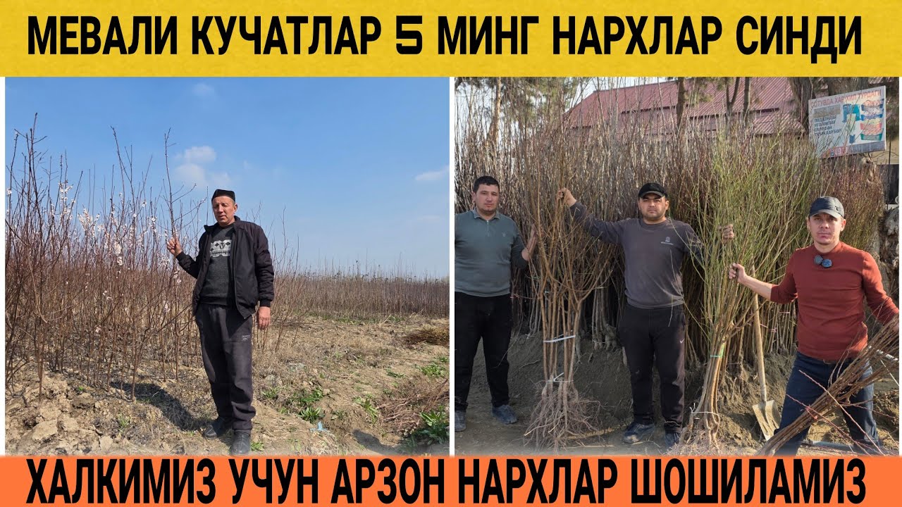 КУЧАТ НАРХЛАРИ 2026 ☎️958829494☎️990906414