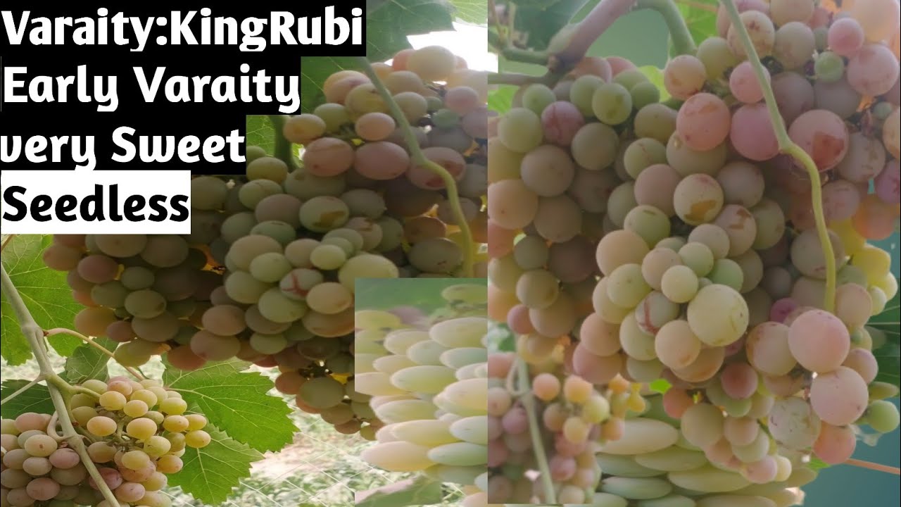 kingrubi Grapes review|کنگ روبی انگور کن علاقوں میں کامیاب ہے اور اس کی مارکیٹنگ ویلیو | MrPlant