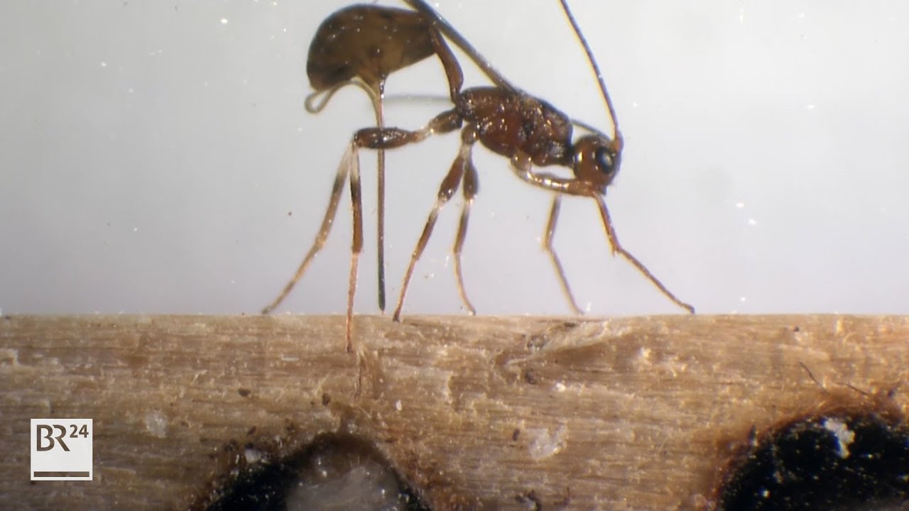 Wespen gegen Holzwurm | BR24