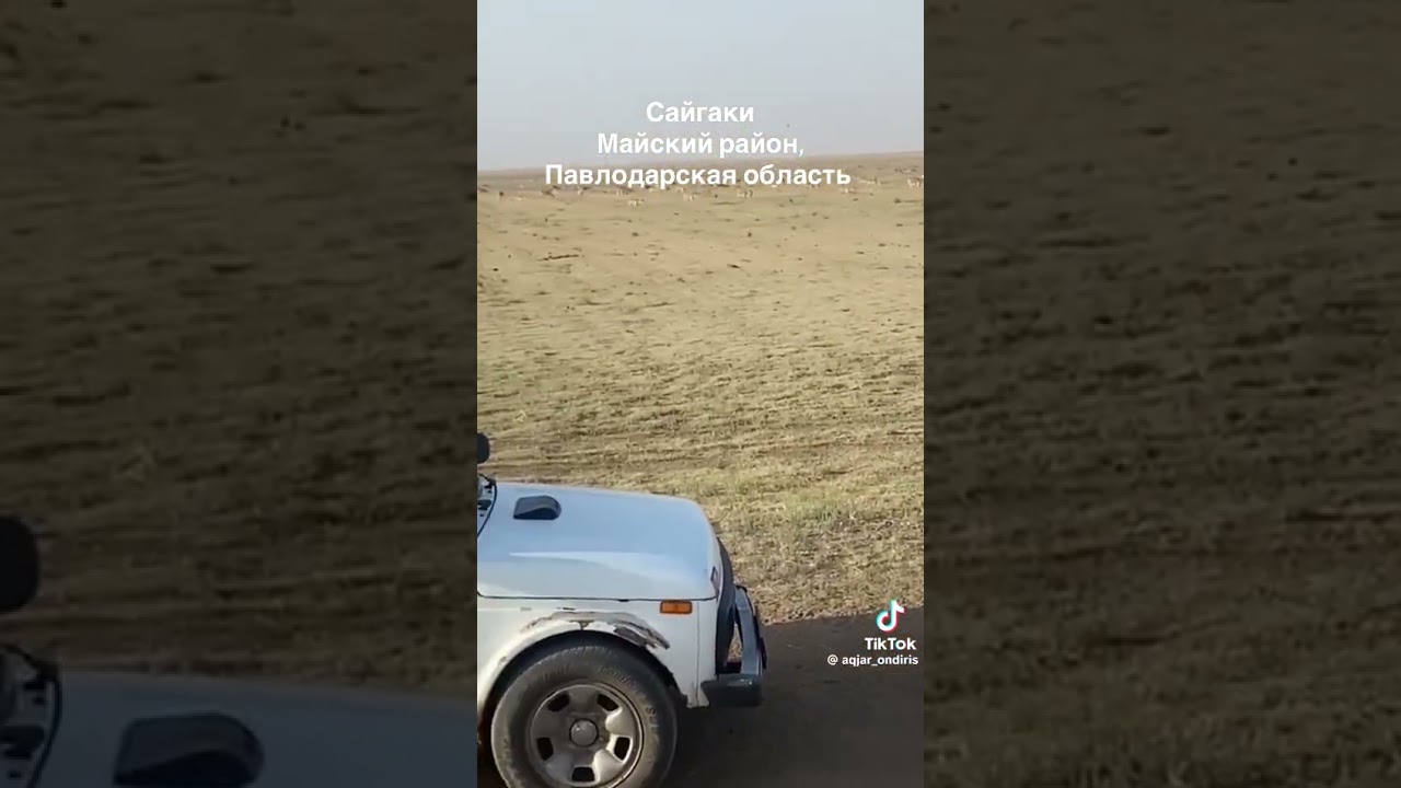 Миграция сайгаков