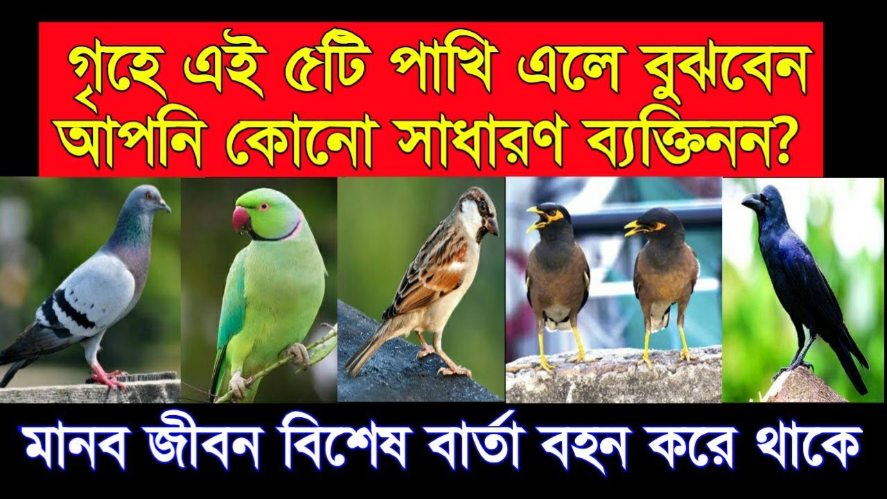 গৃহে এই ৫টি পাখি এলে বুঝবেন আপনি কোনো সাধারণ ব্যক্তিনন? মানব জীবন বিশেষ বার্তা বহন করে থাকে