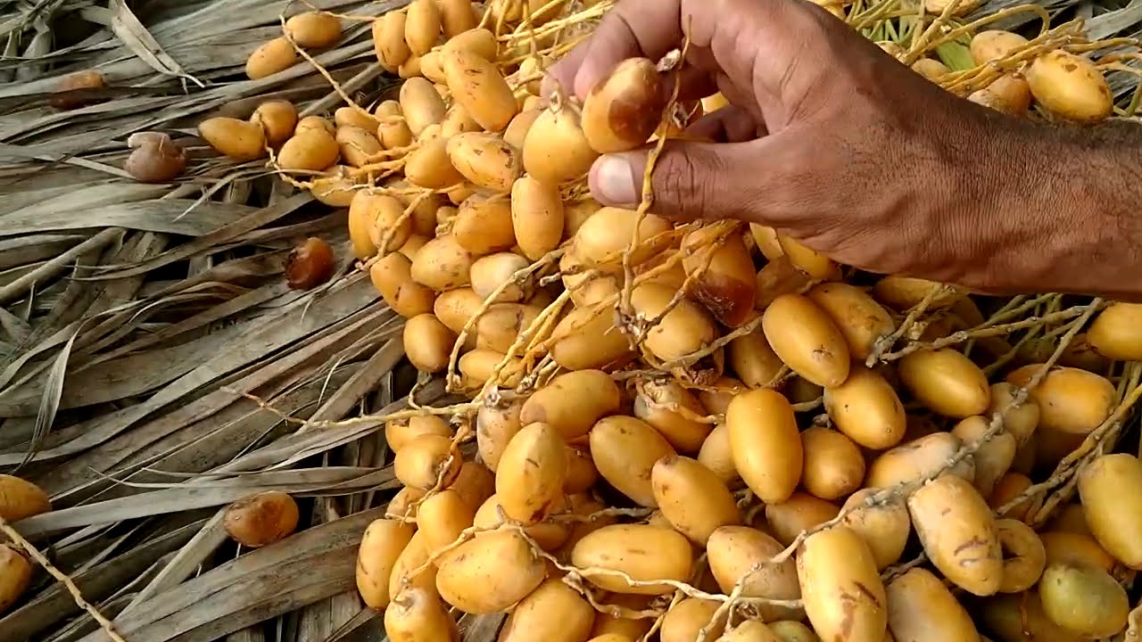 Agriculture Technology .| Dates Palm Organic Farming | Harvest Dates Dry Process .#agriculture #new