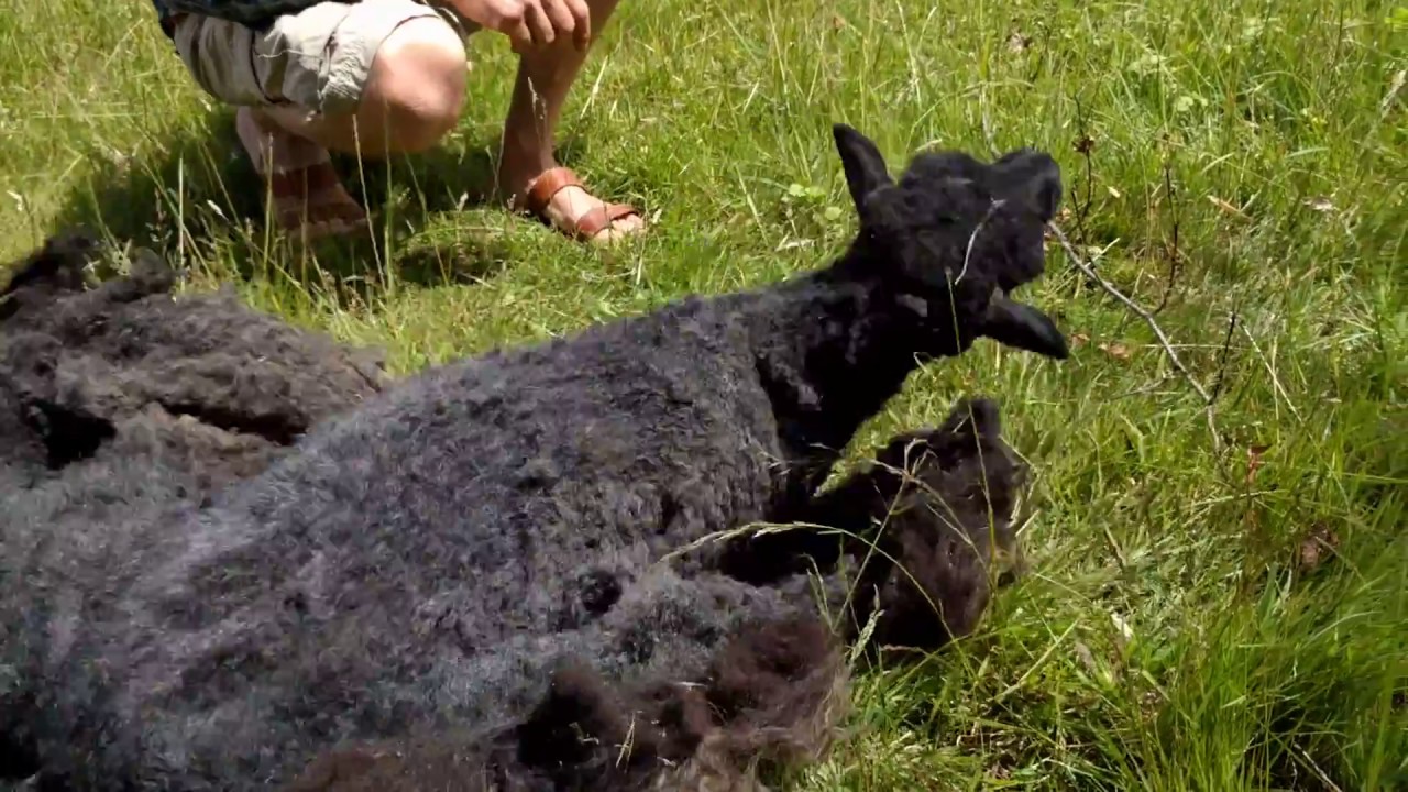 Shearing a black Ouessant sheep
