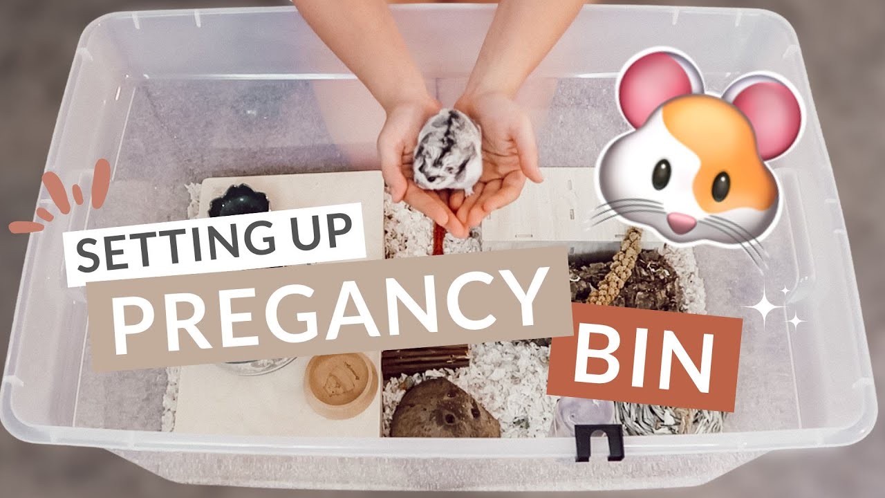How To Set Up A Pregnancy Cage For Pregnant Hamsters (EVERYTHING YOU NEED TO KNOW)