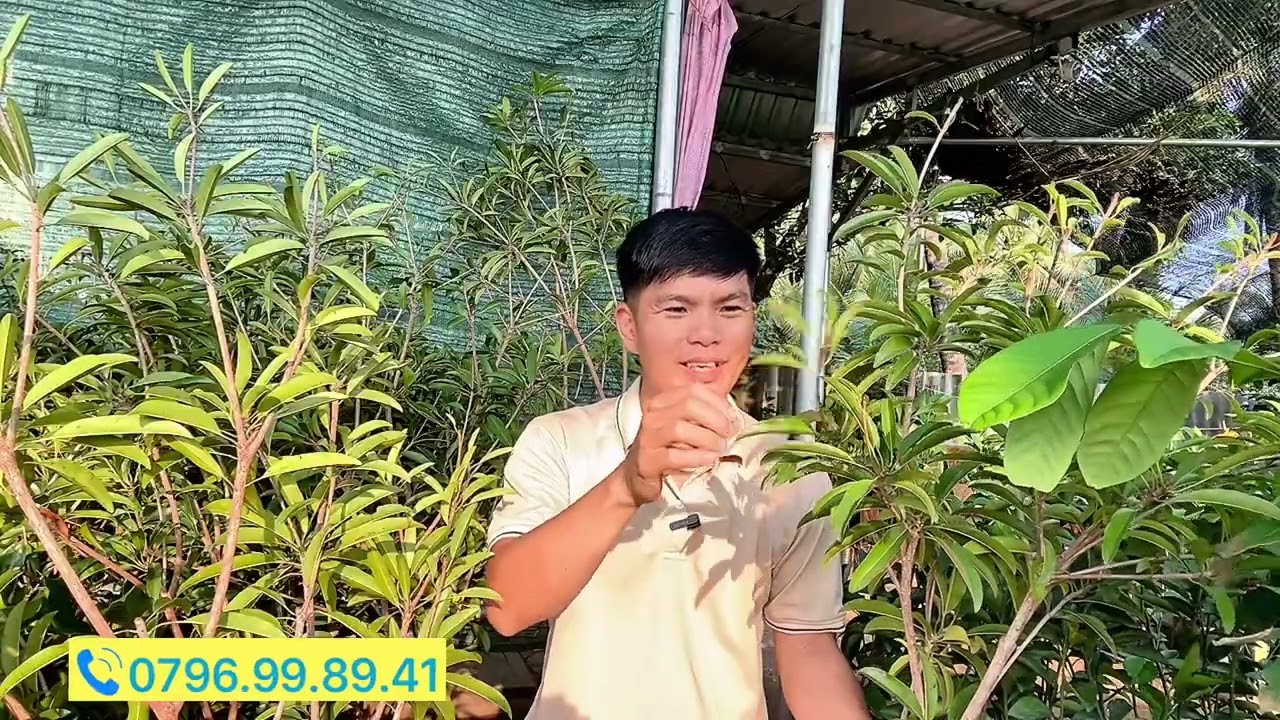 Mua giống Sapoche Mehico chất lượng rễ khỏe tại đây