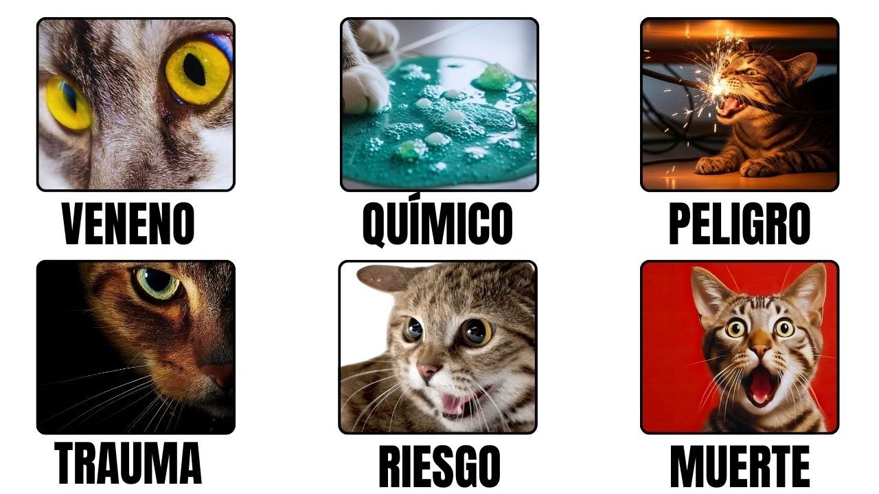 Todos los PELIGROS MORTALES para GATOS en casa explicados en 9 minutos!