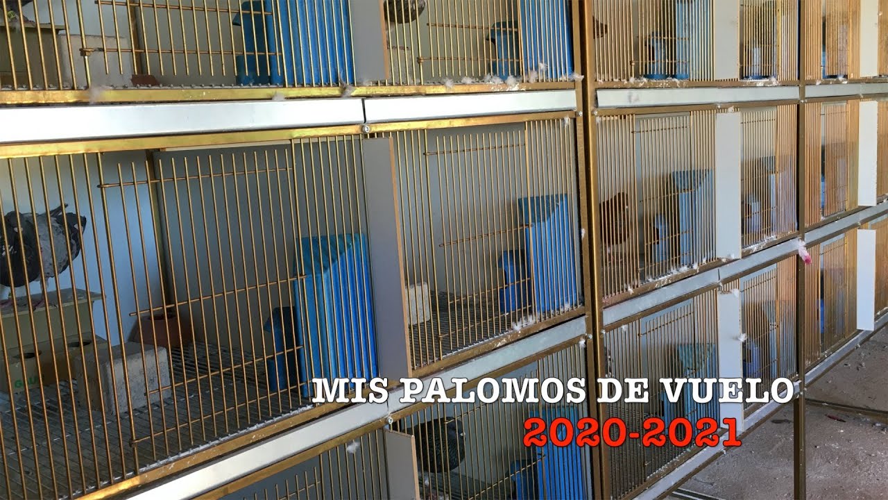 Mis palomos de vuelo para la Temporada 2020-2021 | PALOMOS DEPORTIVOS | COLOMBICULTURA