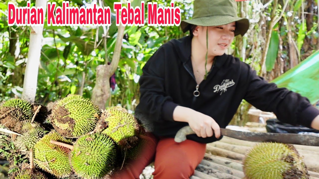 Manen buah durian dikampung langsung dipohon Bersama gadis dayak jago belah durian