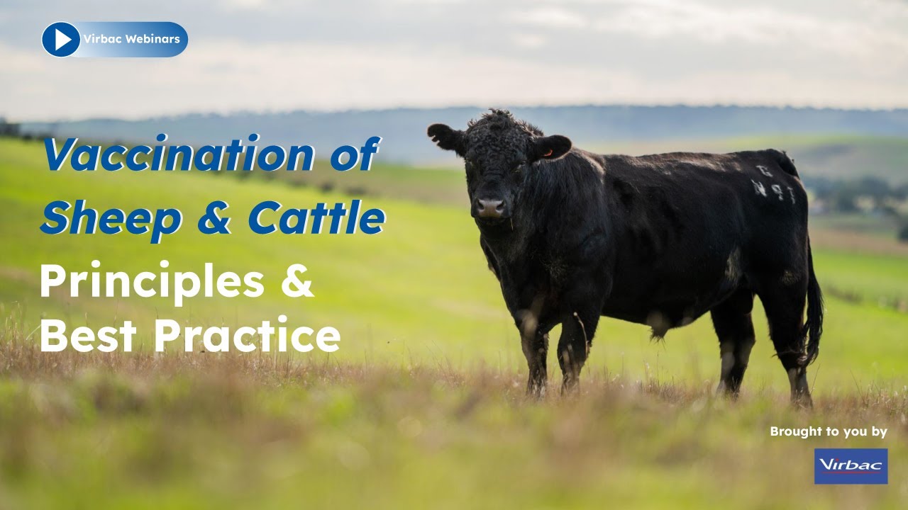 Vaccination of Sheep & Cattle - Principles and Best Practice | Virbac Webinars