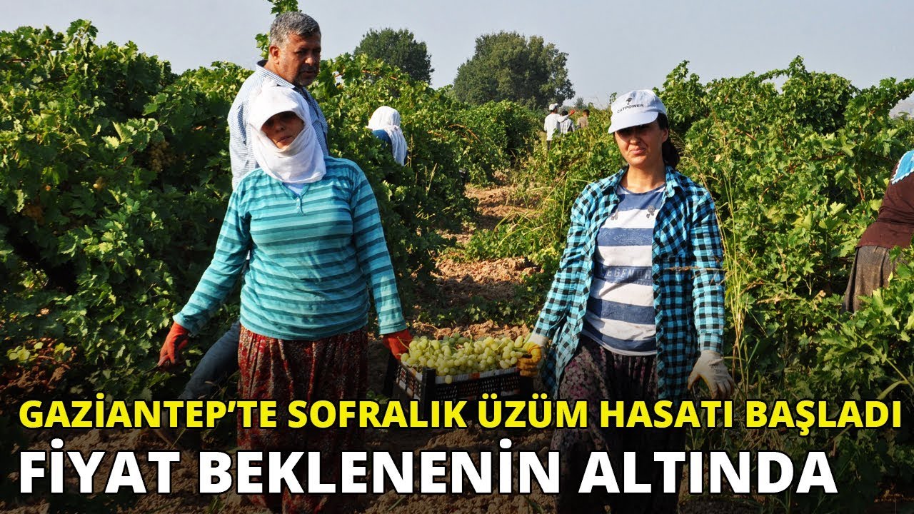 Gaziantep'te sofralık üzüm hasadı başladı