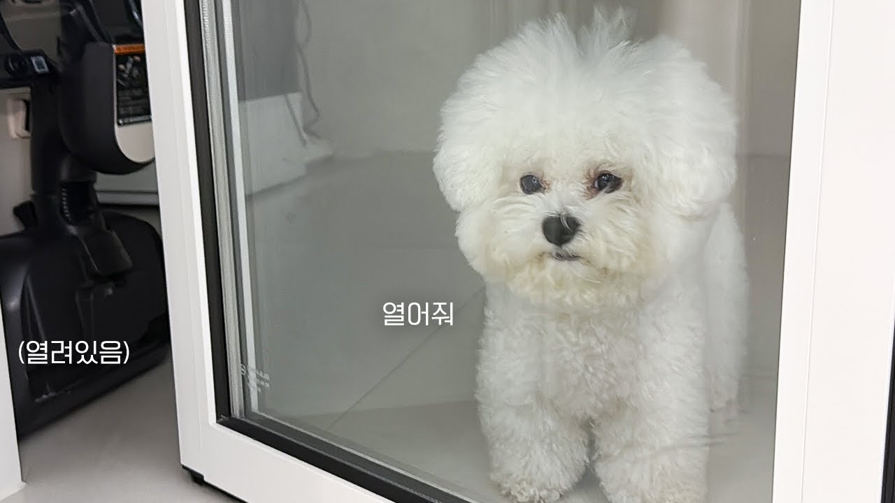 혼자 밖에 나갔다가 문열어달라고 난리 난 강아지 (문 열려있음)