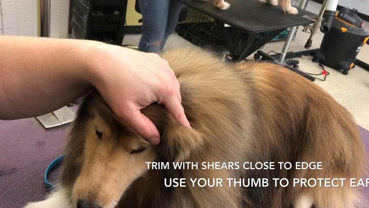 Annalise sheltie ears