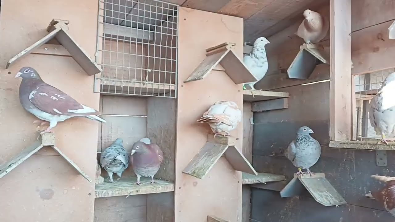 Pigeon meulemans 