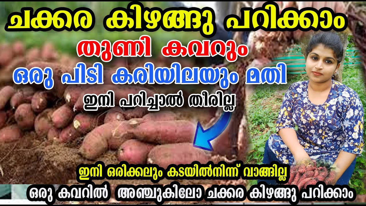 തുണി കവർ ഉണ്ടോ?? രണ്ട് പിടി കരിയിലയിട്ടാൽ /ചക്കരകിഴങ്ങു പറിച്ചു തിന്നു മടുക്കും 💯മധുര കിഴങ്ങു