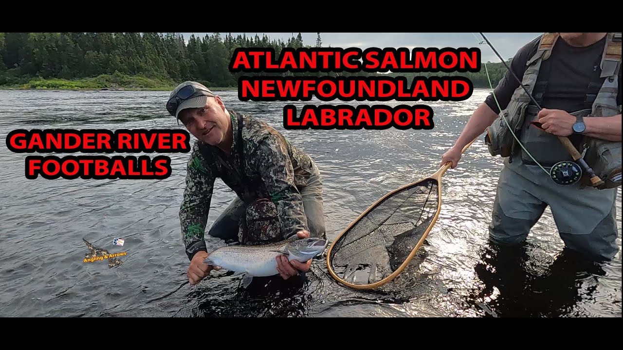 Secrets of Gander River Salmon Newfoundland Labrador, Don't forget to subscribe It really helps us