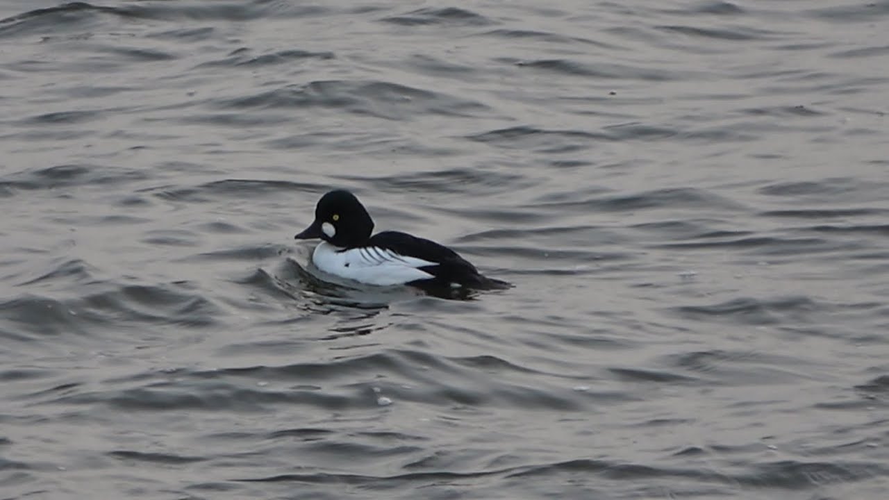 Common Goldeneye, Birds of the Netherlands