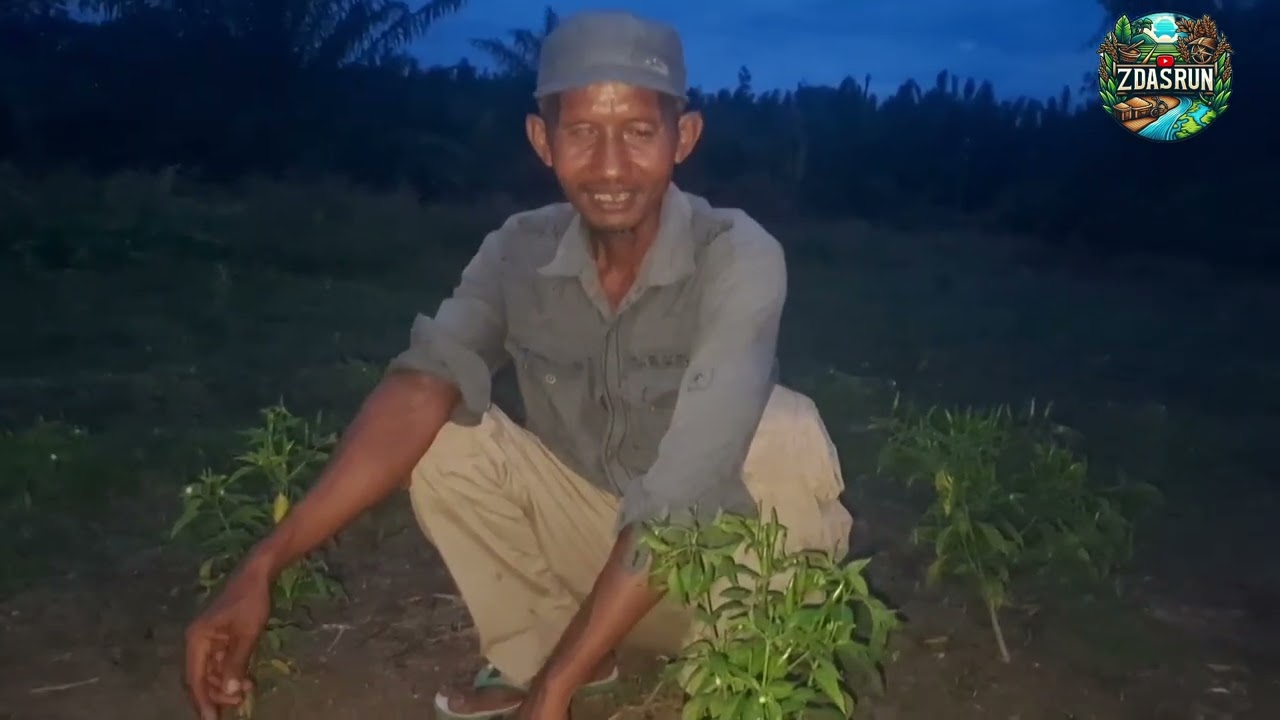 PAK DASTIM SELAIN PANEN CABE PANEN TIMUN SUDAH ALHAMDULILAH 