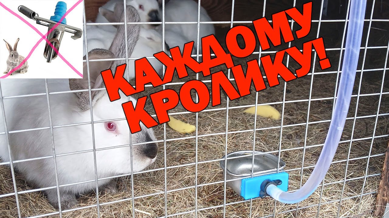 Лучшая  поилка для кроликов! Чашечные автоматическая поилка ! Поилка для животных