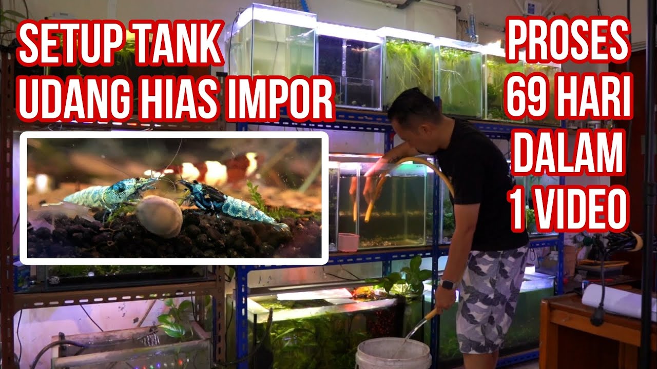 ‼️69 hari proses setup tank udang hias caridina 😃🔥