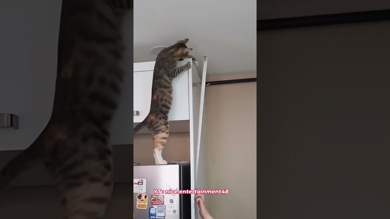 Kucing adalah penolong yang hebat 