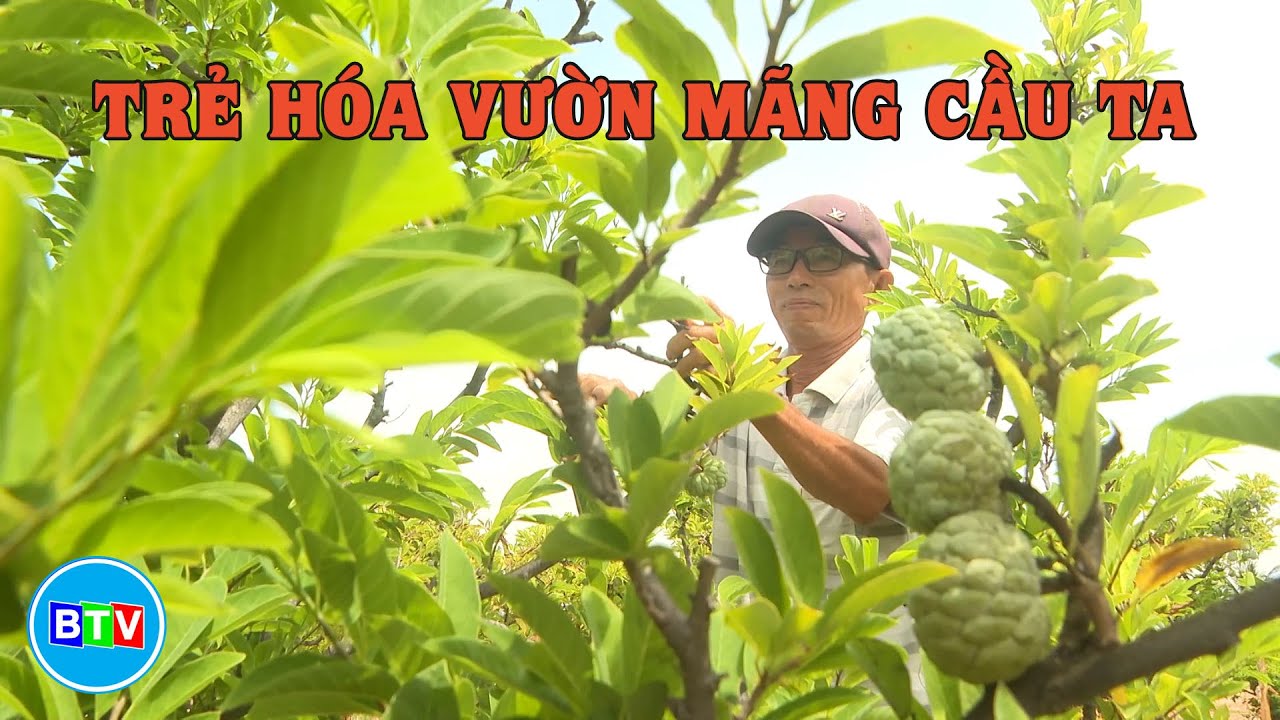 Trẻ hóa vườn mãng cầu ta