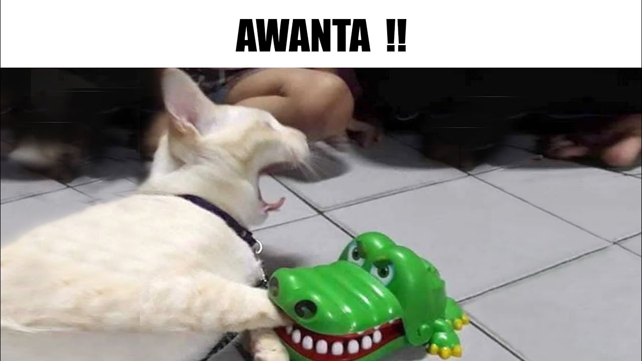 MEMES RANDOM #233
