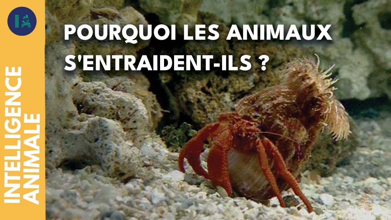 Symbiose : la clé de la survie sous-marine ! I IA