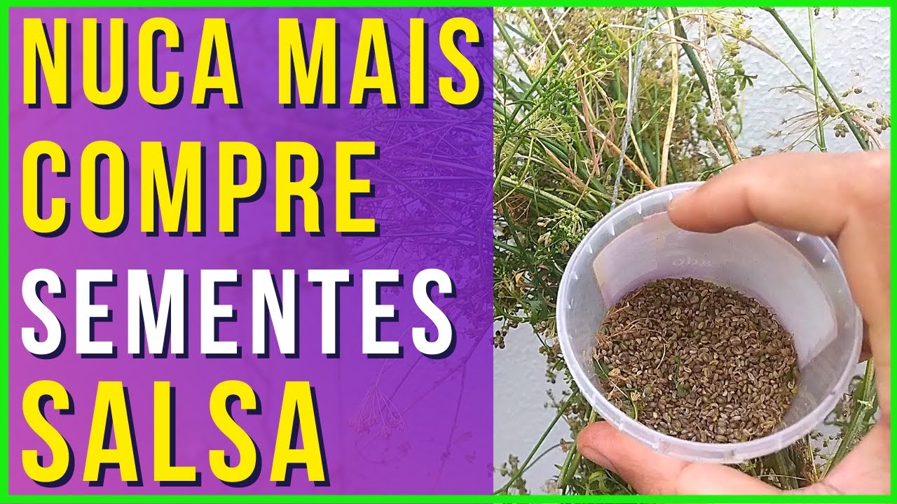 Como colher a semente da salsinha? [Colhendo sementes orgânicas de salsinha]