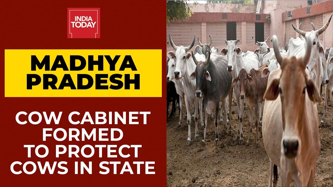 Madhya Pradesh Govt Decides To Form 'Cow Cabinet' To Protect Cows In State | Breaking News