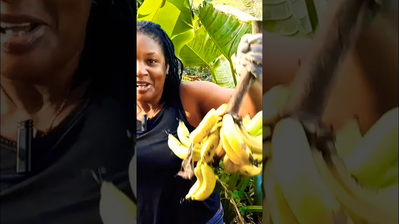 Заставьте свои ананасы 🍍 плодоносить! #короткометражки #еда #вирусноевидео #youtube #видеонаyoutube
