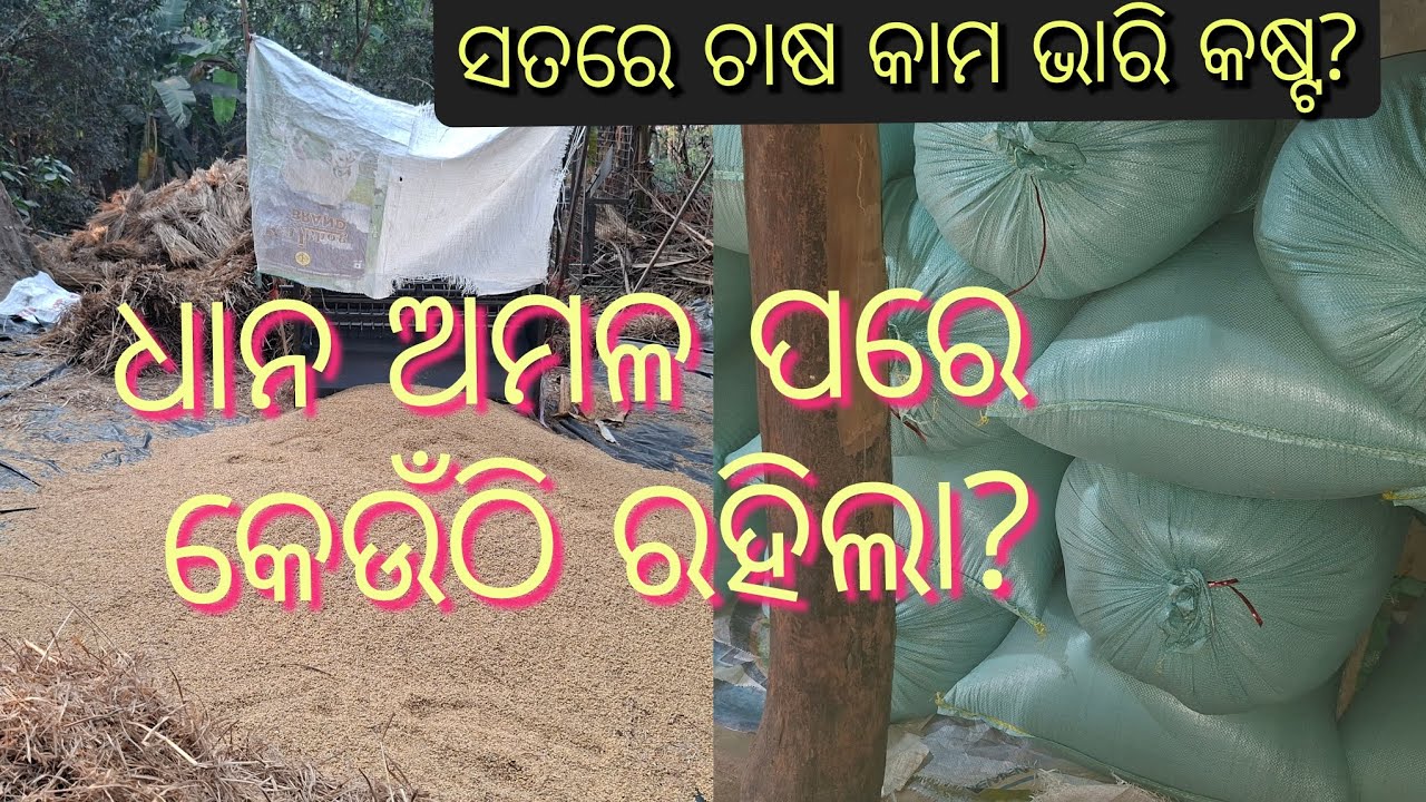 ଧାନ ଅମଳ ପରେ କୋଉଠି ରହିଲା।  #odiavolg  #villagelife #villagevlog  #villagerlifestyle #dailyvlogs 