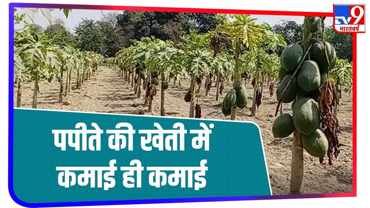 Bihar के बेगूसराय में होती है पपीते की जबरदस्त खेती, किसान इससे हो रहे हैं मालामाल